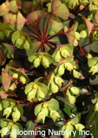 Euphorbia amygdaloides 'Efanthia'